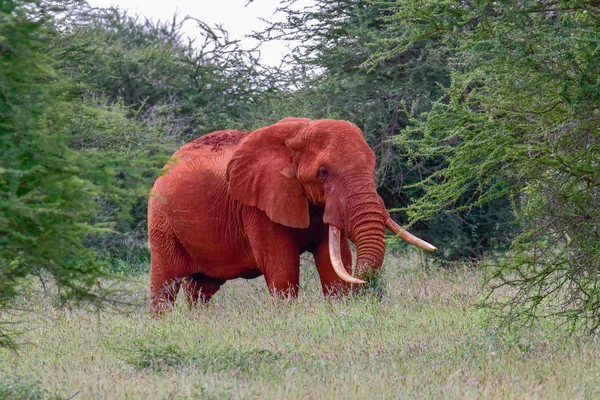 肯尼亚Tsavo East和Tsavo West国家公园的大象 — 图库照片