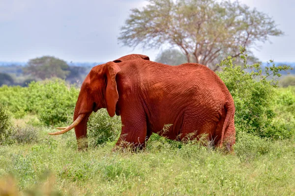 Olifanten Het Tsavo East Tsavo West National Park Kenia — Stockfoto