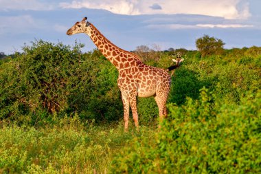 Tsavo Doğu 'da zürafalar, Tsavo Batı' da ve Kenya 'da Amboseli Ulusal Parkı' nda 