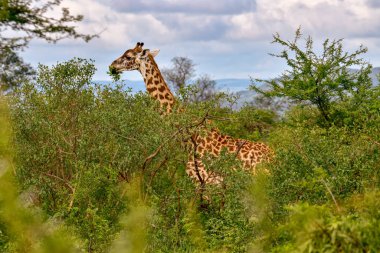 Tsavo Doğu 'da zürafalar, Tsavo Batı' da ve Kenya 'da Amboseli Ulusal Parkı' nda 