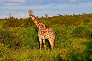 Tsavo Doğu 'da zürafalar, Tsavo Batı' da ve Kenya 'da Amboseli Ulusal Parkı' nda 