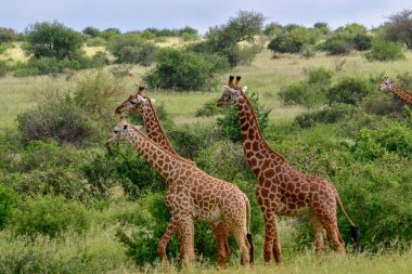 Tsavo Doğu 'da zürafalar, Tsavo Batı' da ve Kenya 'da Amboseli Ulusal Parkı' nda 