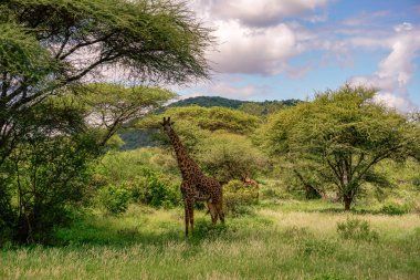 Tsavo Doğu 'da zürafalar, Tsavo Batı' da ve Kenya 'da Amboseli Ulusal Parkı' nda 
