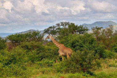 Tsavo Doğu 'da zürafalar, Tsavo Batı' da ve Kenya 'da Amboseli Ulusal Parkı' nda 