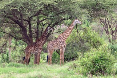 Tsavo Doğu 'da zürafalar, Tsavo Batı' da ve Kenya 'da Amboseli Ulusal Parkı' nda 