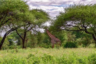 Tsavo Doğu 'da zürafalar, Tsavo Batı' da ve Kenya 'da Amboseli Ulusal Parkı' nda 