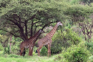 Tsavo Doğu 'da zürafalar, Tsavo Batı' da ve Kenya 'da Amboseli Ulusal Parkı' nda 