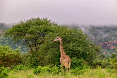 Tsavo Doğu 'da zürafalar, Tsavo Batı' da ve Kenya 'da Amboseli Ulusal Parkı' nda 