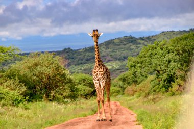 Tsavo Doğu 'da zürafalar, Tsavo Batı' da ve Kenya 'da Amboseli Ulusal Parkı' nda 