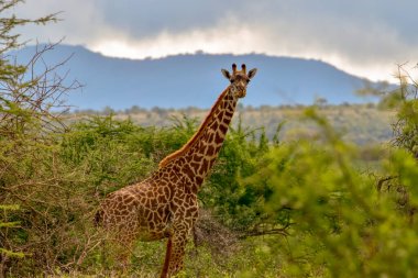 Tsavo Doğu 'da zürafalar, Tsavo Batı' da ve Kenya 'da Amboseli Ulusal Parkı' nda 