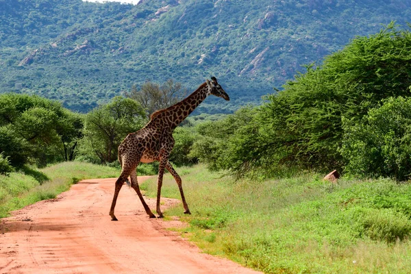 Girafes Dans Tsavo East Tsavo West Parc National Amboseli Kenya — Photo
