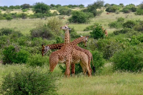 Καμηλοπαρδάλεις Στο Ανατολικό Tsavo Στο Δυτικό Tsavo Και Στο Εθνικό — Φωτογραφία Αρχείου