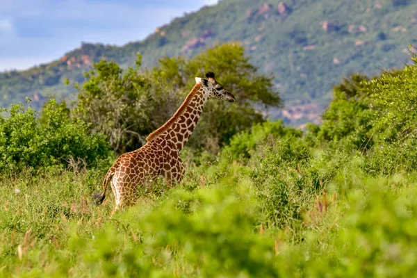 Tsavo Doğu Zürafalar Tsavo Batı Kenya Amboseli Ulusal Parkı Nda — Stok fotoğraf