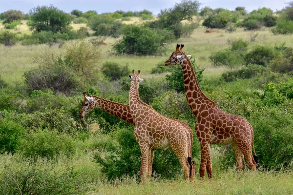 Giraffe Tsavo Est Tsavo Ovest Parco Nazionale Amboseli Kenya — Foto Stock