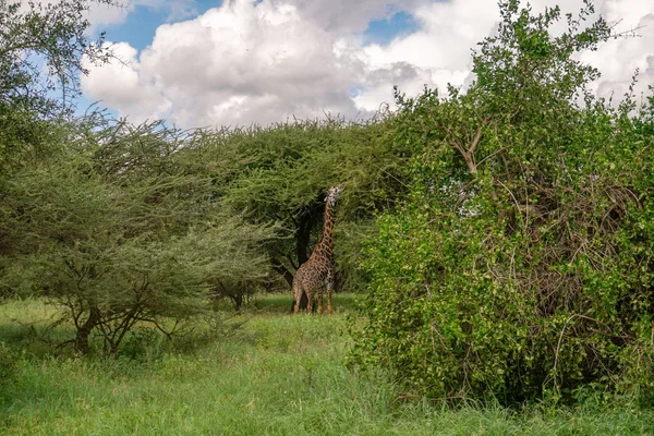 Girafas Leste Tsavo Oeste Tsavo Parque Nacional Amboseli Quênia — Fotografia de Stock