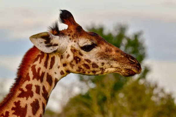 Giraffes Tsavo East Tsavo West Amboseli National Park Kenya — Stock Photo, Image