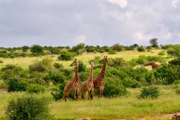 Girafes Dans Tsavo East Tsavo West Parc National Amboseli Kenya — Photo