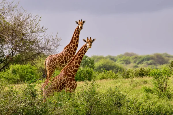 Girafes Dans Tsavo East Tsavo West Parc National Amboseli Kenya — Photo