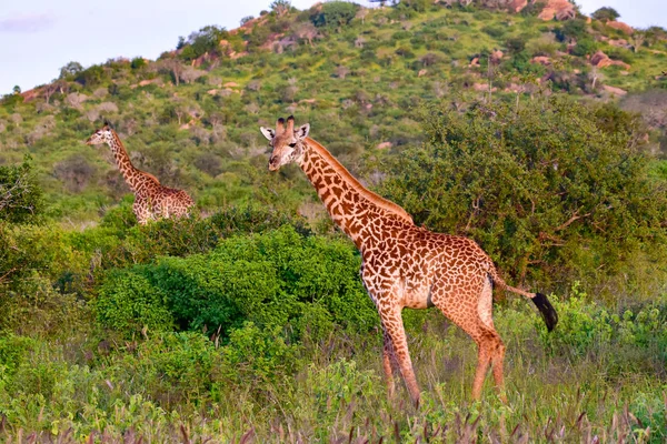 Girafas Leste Tsavo Oeste Tsavo Parque Nacional Amboseli Quênia — Fotografia de Stock