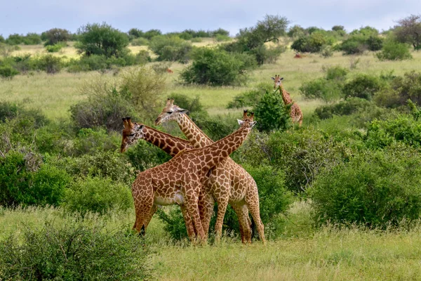 Zsiráfok Tsavo Keleten Tsavo Nyugaton Amboseli Nemzeti Parkban Kenyában — Stock Fotó