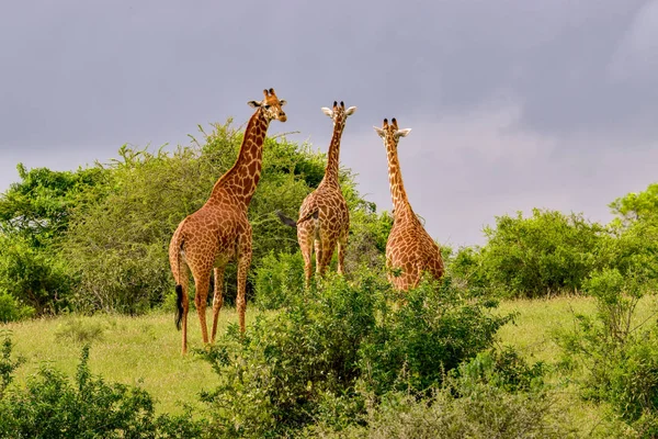 Giraffe Tsavo Est Tsavo Ovest Parco Nazionale Amboseli Kenya — Foto Stock