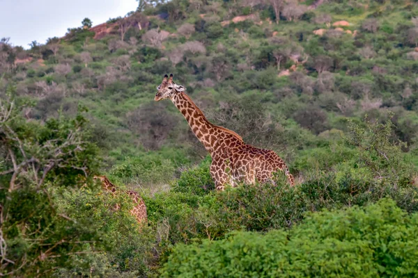 Zsiráfok Tsavo Keleten Tsavo Nyugaton Amboseli Nemzeti Parkban Kenyában — Stock Fotó