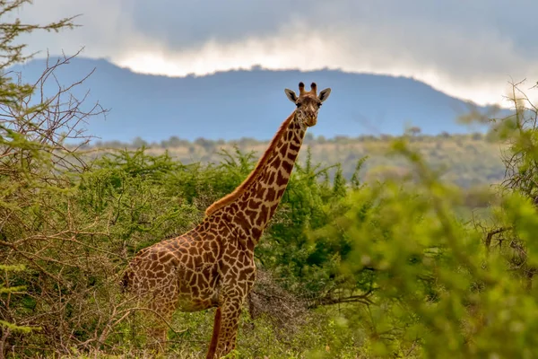 Tsavo Doğu 'da zürafalar, Tsavo Batı' da ve Kenya 'da Amboseli Ulusal Parkı' nda 