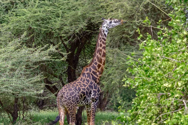 Giraffen Tsavo Osten Tsavo Westen Und Amboseli Nationalpark Kenia — Stockfoto