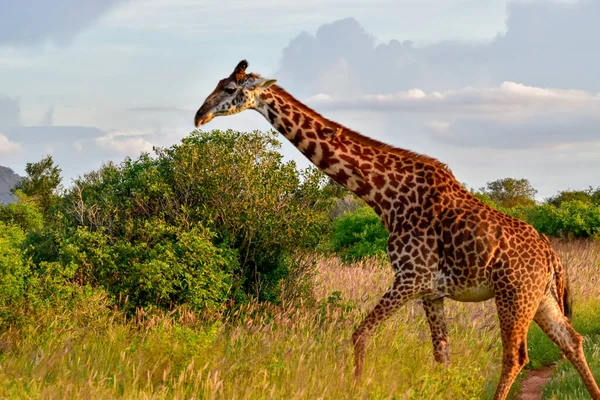 Giraffen Het Tsavo Oosten Tsavo West Amboseli Nationaal Park Kenia — Stockfoto