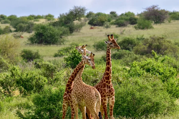 Girafes Dans Tsavo East Tsavo West Parc National Amboseli Kenya — Photo