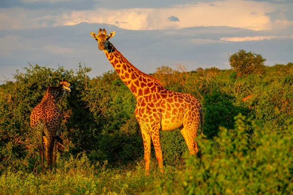 Tsavo Doğu Zürafalar Tsavo Batı Kenya Amboseli Ulusal Parkı Nda — Stok fotoğraf