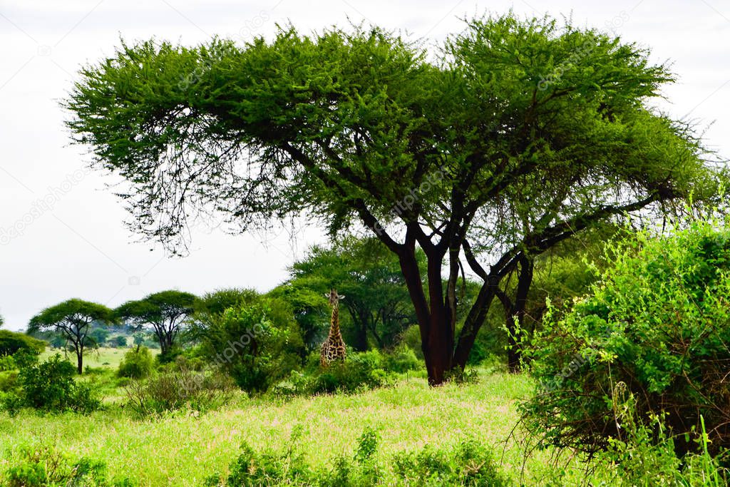 Giraffes in the Tsavo East, Tsavo West and Amboseli National Park in Kenya 
