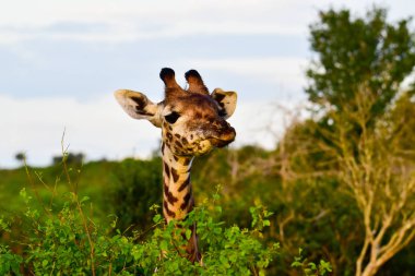 Tsavo Doğu 'da zürafalar, Tsavo Batı' da ve Kenya 'da Amboseli Ulusal Parkı' nda 