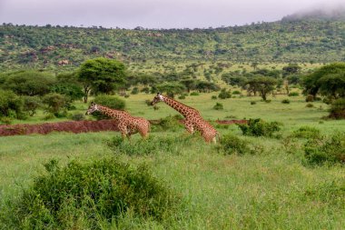 Tsavo Doğu 'da zürafalar, Tsavo Batı' da ve Kenya 'da Amboseli Ulusal Parkı' nda 