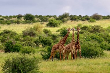 Tsavo Doğu 'da zürafalar, Tsavo Batı' da ve Kenya 'da Amboseli Ulusal Parkı' nda 