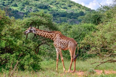 Tsavo Doğu 'da zürafalar, Tsavo Batı' da ve Kenya 'da Amboseli Ulusal Parkı' nda 