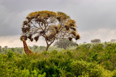 Tsavo Doğu 'da zürafalar, Tsavo Batı' da ve Kenya 'da Amboseli Ulusal Parkı' nda 