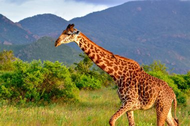 Tsavo Doğu 'da zürafalar, Tsavo Batı' da ve Kenya 'da Amboseli Ulusal Parkı' nda 
