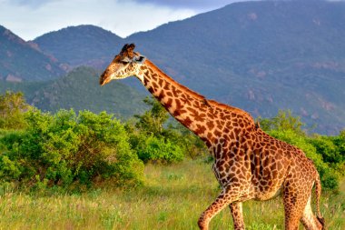 Giraffes in the Tsavo East, Tsavo West and Amboseli National Park in Kenya  clipart