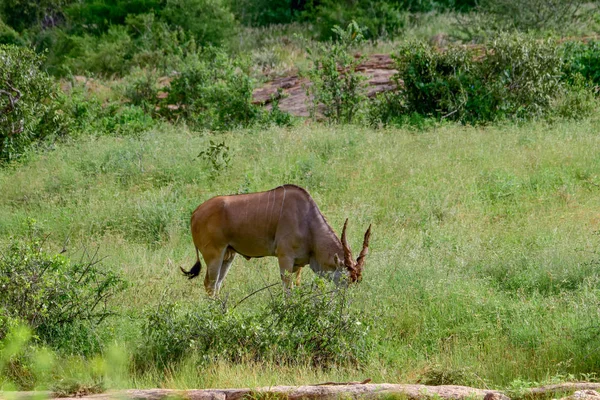 Girafas Leste Tsavo Oeste Tsavo Parque Nacional Amboseli Quênia — Fotografia de Stock