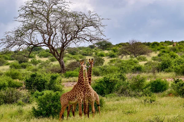 Girafas Leste Tsavo Oeste Tsavo Parque Nacional Amboseli Quênia — Fotografia de Stock