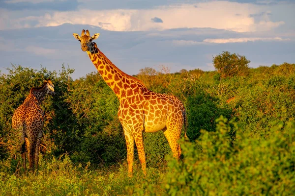 Zsiráfok Tsavo Keleten Tsavo Nyugaton Amboseli Nemzeti Parkban Kenyában — Stock Fotó