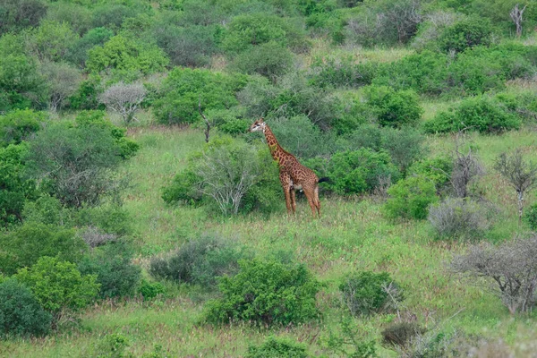 Жирафи Сході Заході Цаво Національному Парку Амбоселі Кенії — стокове фото