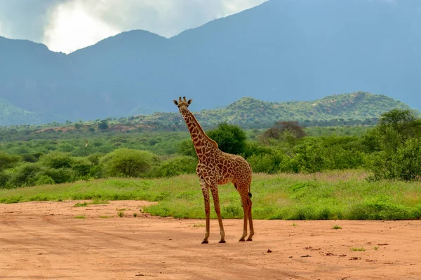 Jirafas Este Tsavo Oeste Tsavo Parque Nacional Amboseli Kenia —  Fotos de Stock