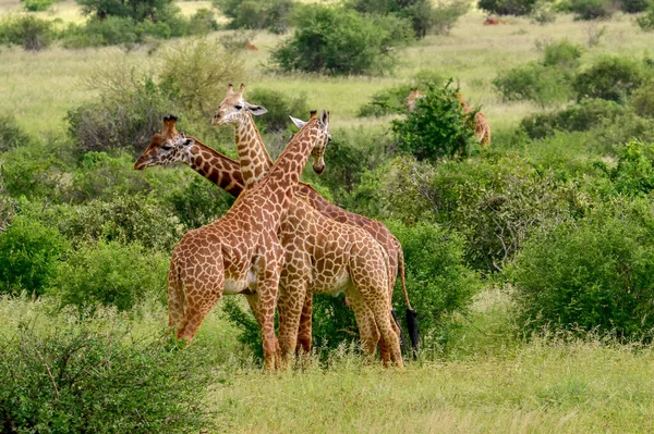 Giraffen Tsavo Osten Tsavo Westen Und Amboseli Nationalpark Kenia — Stockfoto