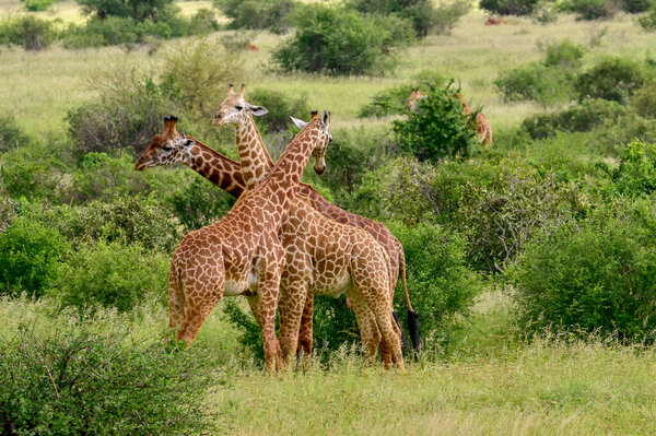 Giraffes in the Tsavo East, Tsavo West and Amboseli National Park in Kenya
