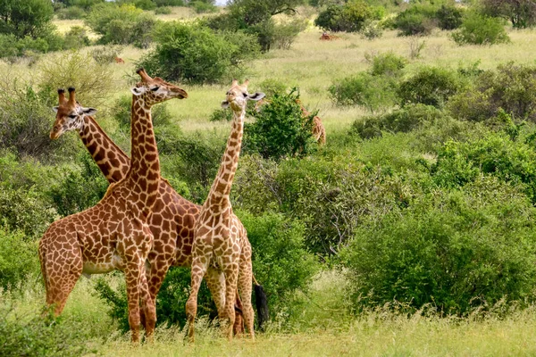 Girafas Leste Tsavo Oeste Tsavo Parque Nacional Amboseli Quênia — Fotografia de Stock