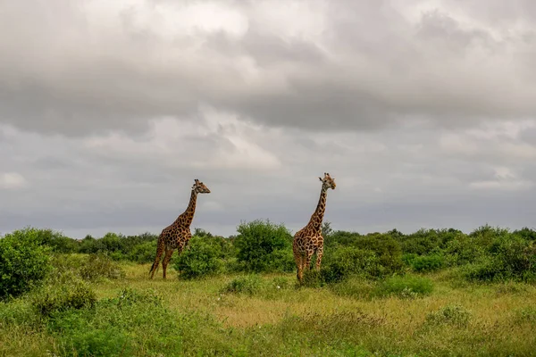 Girafas Leste Tsavo Oeste Tsavo Parque Nacional Amboseli Quênia — Fotografia de Stock