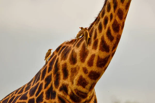 Girafas Leste Tsavo Oeste Tsavo Parque Nacional Amboseli Quênia — Fotografia de Stock