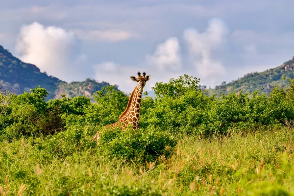 Tsavo Doğu 'da zürafalar, Tsavo Batı' da ve Kenya 'da Amboseli Ulusal Parkı' nda 